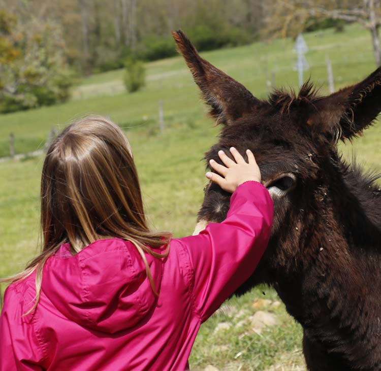 Visiteuse caressant un âne à l'asinerie des combes - Ô lait d'anesse à St Bonnet de Valclérieux dans la Drôme (26)